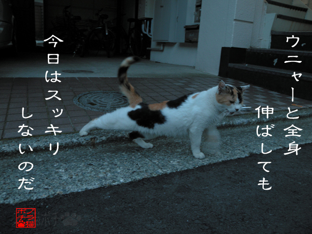 天候悪くてバキバキにゃん.jpg