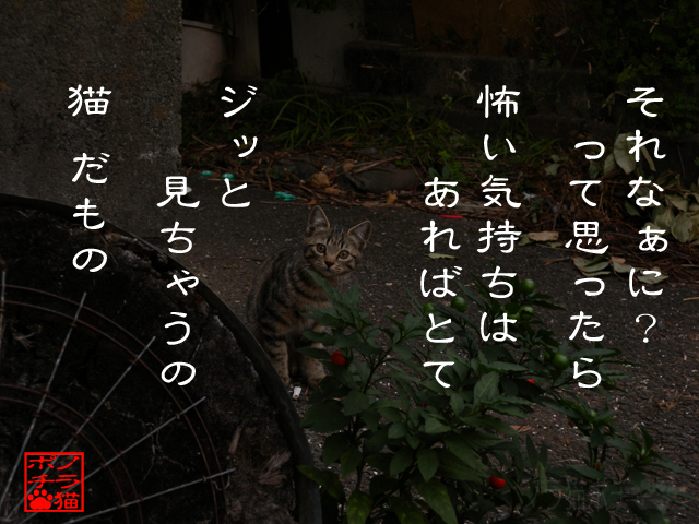 好奇心のが強いのにゃん.jpg