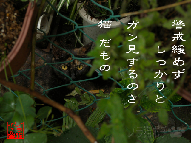 守り緩める気はないにゃん.jpg