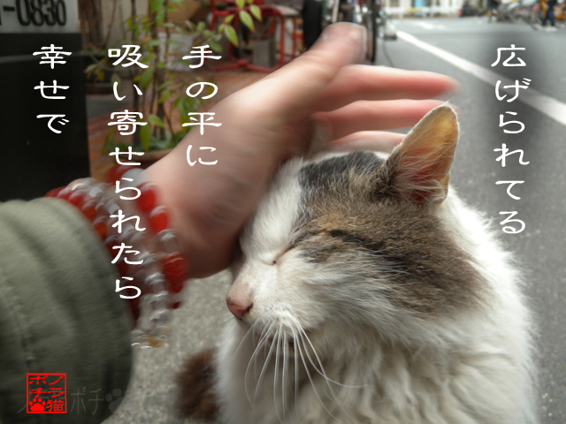 寄ってくと幸せ時間があるんだにゃん.jpg