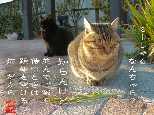 平和で居られる知恵なのにゃん.jpg