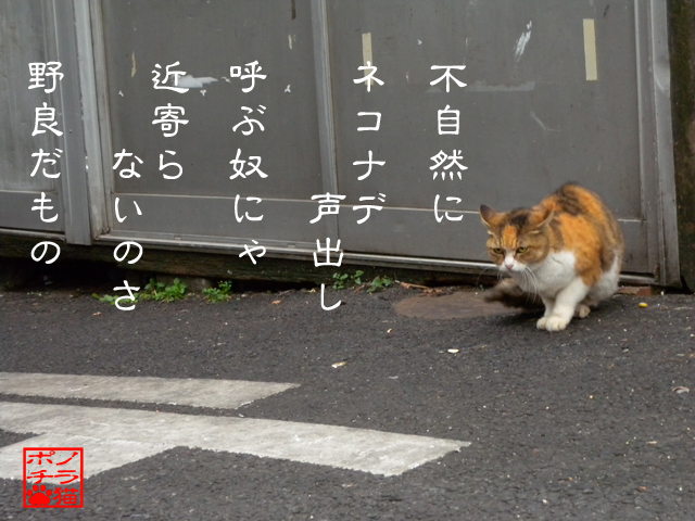 年の功でもあるんだにゃん.jpg