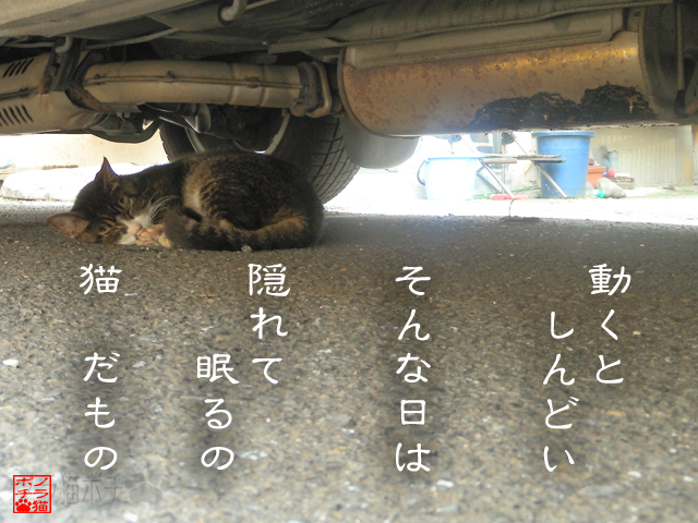 弱った時には守るのにゃん.jpg