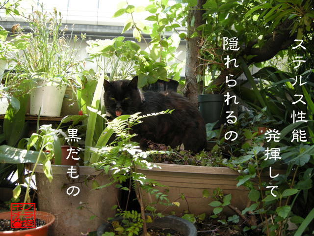 影も陽向も自在だにゃん.jpg