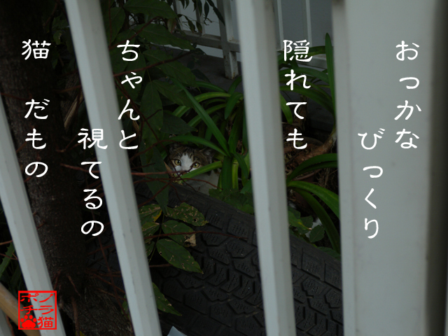 怖いもしっかり視てるのにゃん.jpg