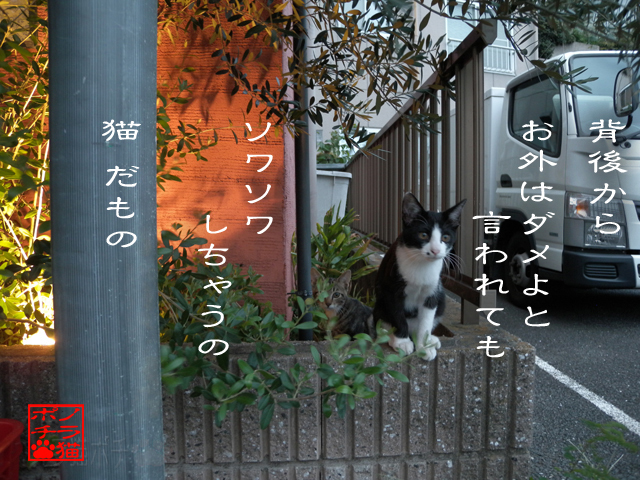 怖いより好奇心のが強いのにゃん.jpg