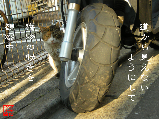 意外と気づかれないんだにゃん.jpg
