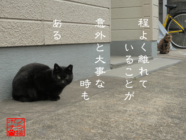慣れ合わないのも大事だにゃん.jpg