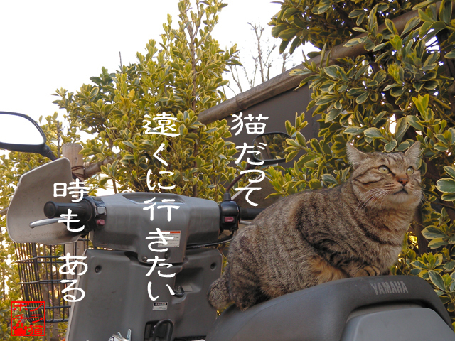 旅立ちたいにゃん.jpg