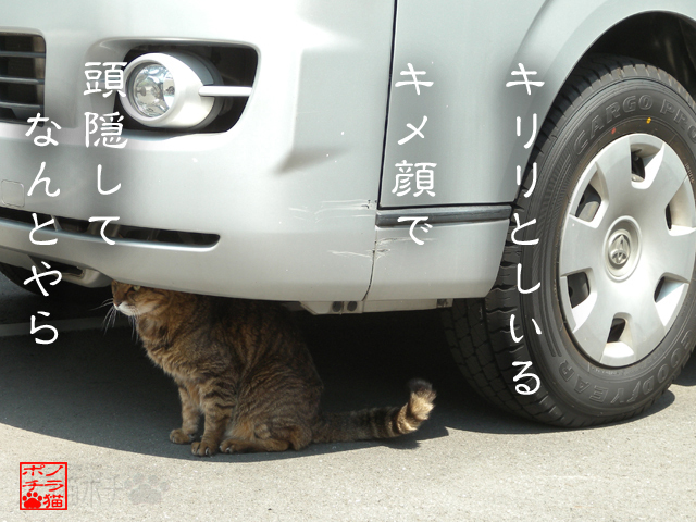 日除けしているだけなのにゃん.jpg