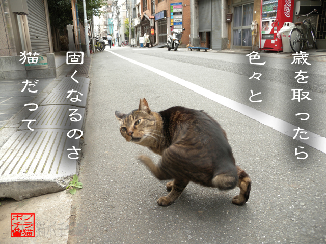 日頃の自覚が大事だにゃん.jpg