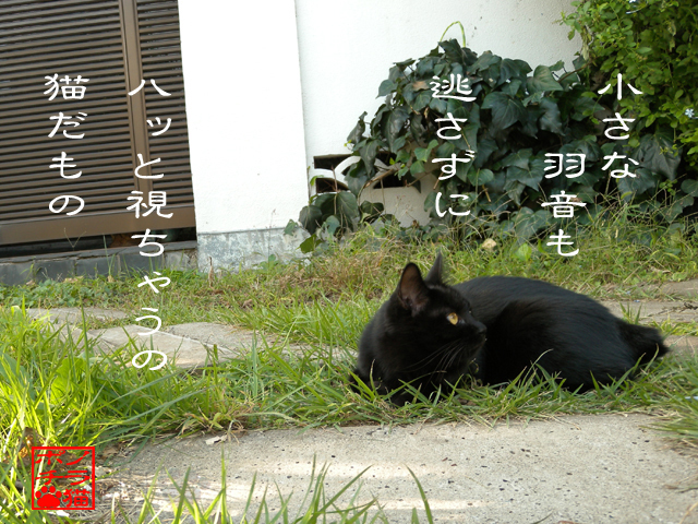 本能的に生きるのにゃん.jpg