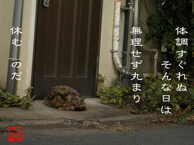 毛並みもケバケバ荒れてるにゃん.jpg