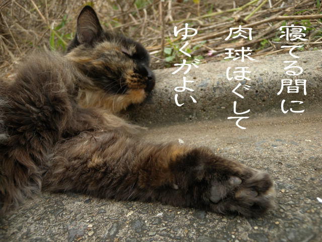 気付かないから揉んでけにゃ.jpg