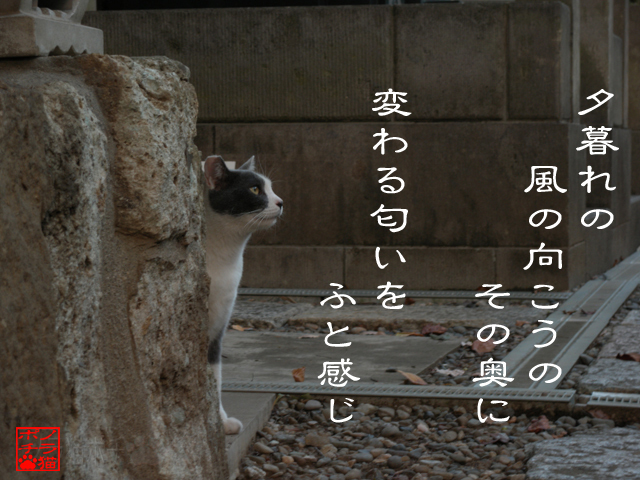 涼しさだけではないんだにゃん.jpg