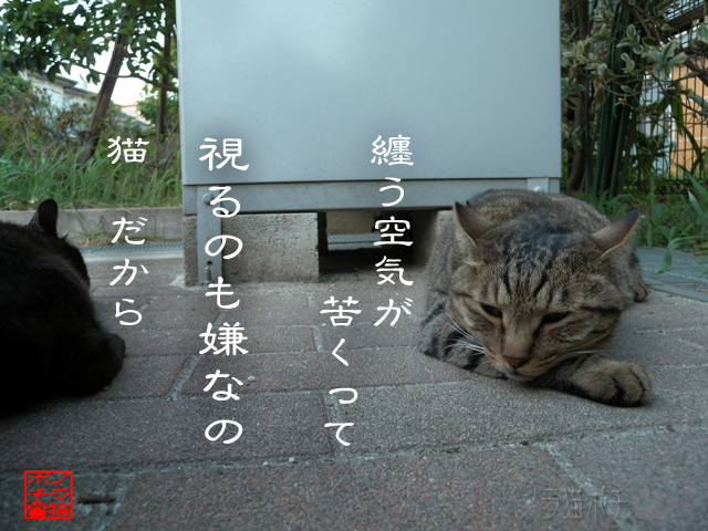 淀んで濁って不味いのにゃん.jpg
