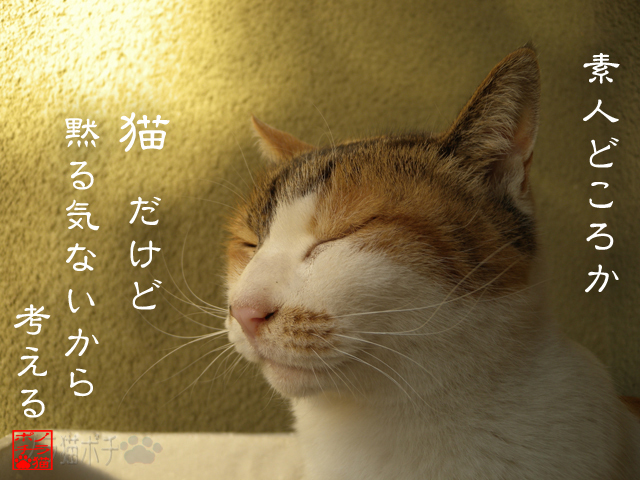 無駄とか勝手に決めんなにゃん.jpg