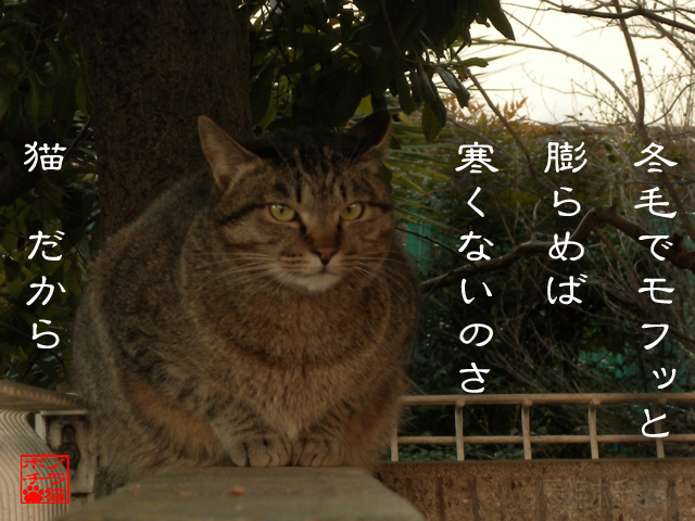 犬よか寒さにゃ強いのにゃん.jpg