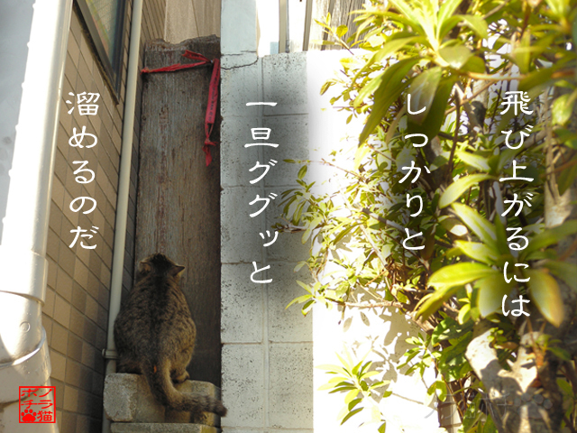 猫でも準備はいるんだにゃん.jpg