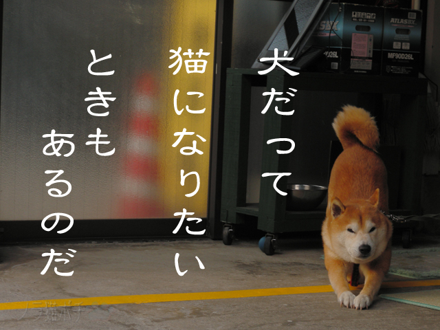 猫になるわん.jpg