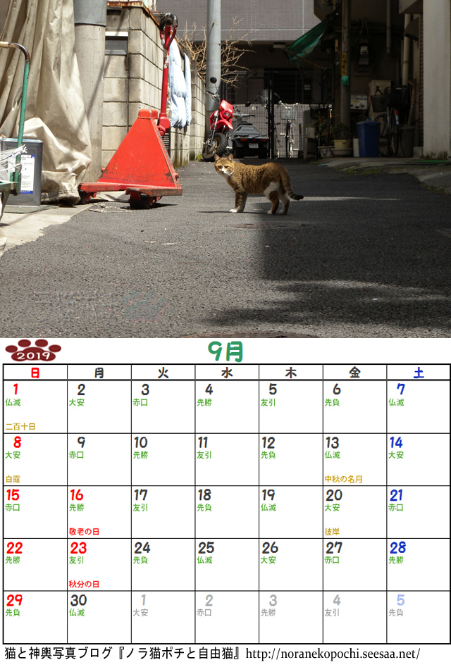 猫の居た路地9月.jpg