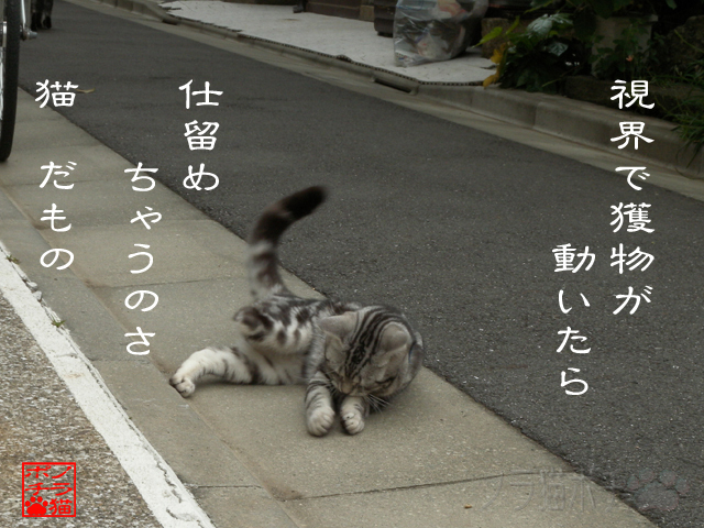 猫は肉食獣なのにゃん.jpg