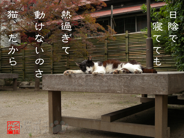 猫も野菜も枯れそうにゃん.jpg