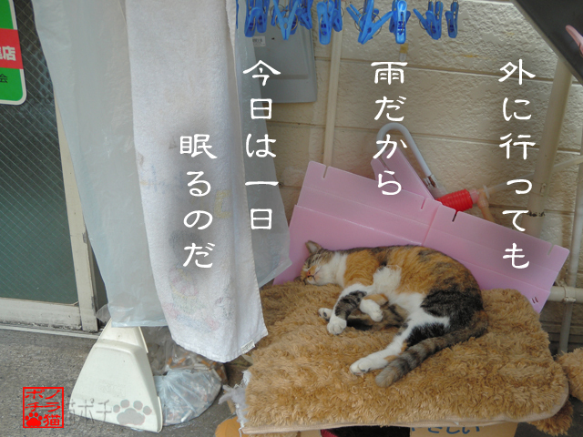 生きるためにも眠るのにゃん.jpg