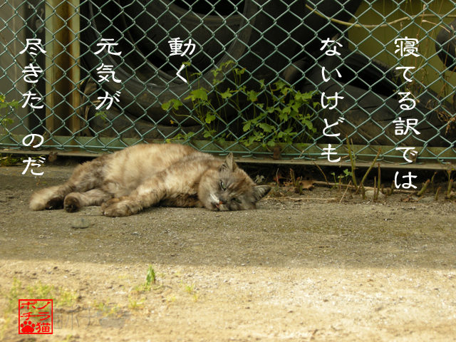 癌勢疲労が酷いのにゃん.jpg