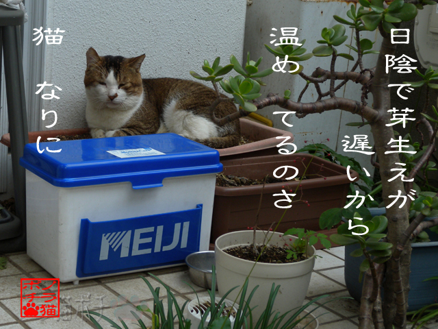 発芽にゃ温度が大事だにゃん.jpg