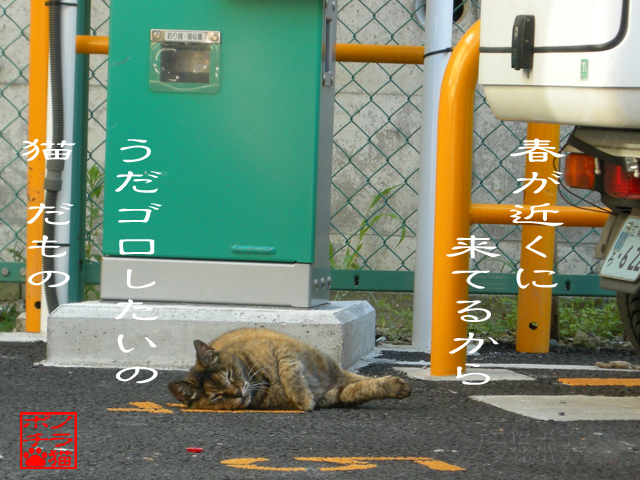 眠さにゃ素直に従うにゃん.jpg