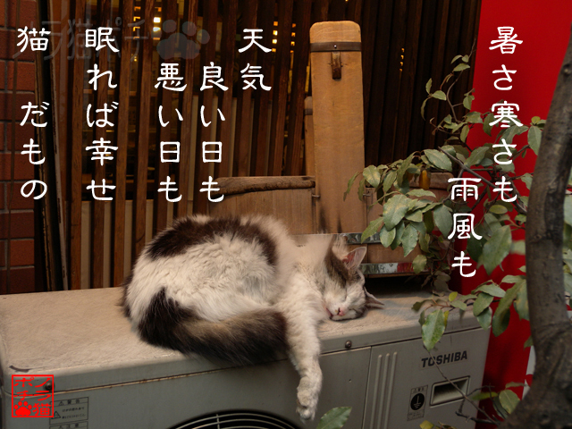 眠りは至福の時間だにゃん.jpg