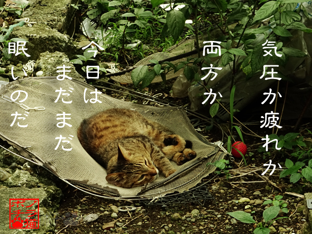 眠れど眠れど眠いのにゃん.jpg