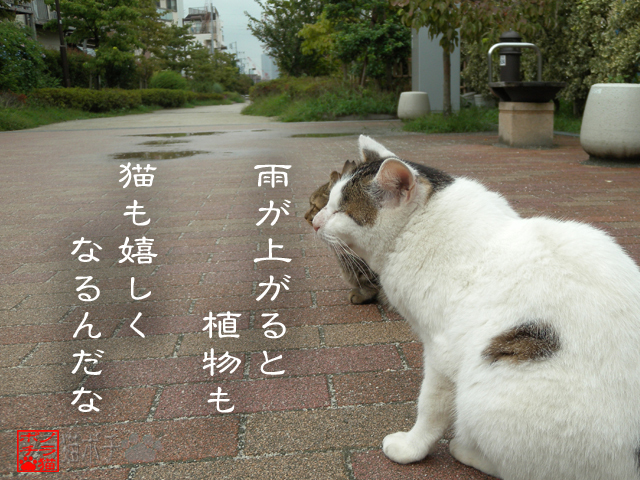 程よい感じが良いんだにゃん.jpg