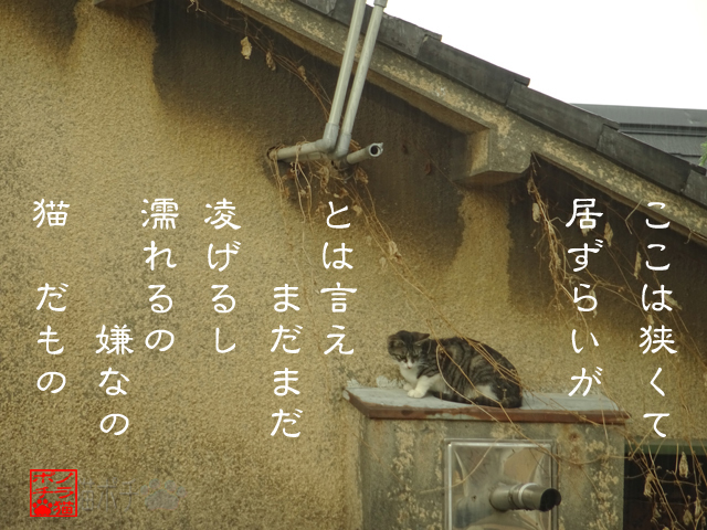 空と運とで決めるのにゃん.jpg