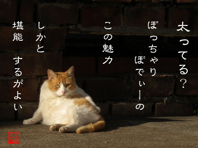 綺麗は自信が創るのにゃん.jpg