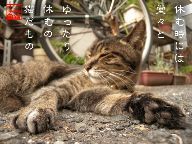 罪悪感なぞいらないにゃん.jpg