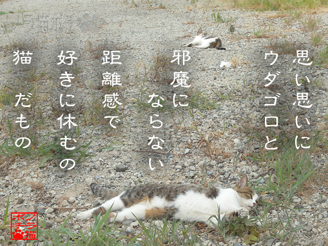 群れなくっても休めるにゃん.jpg