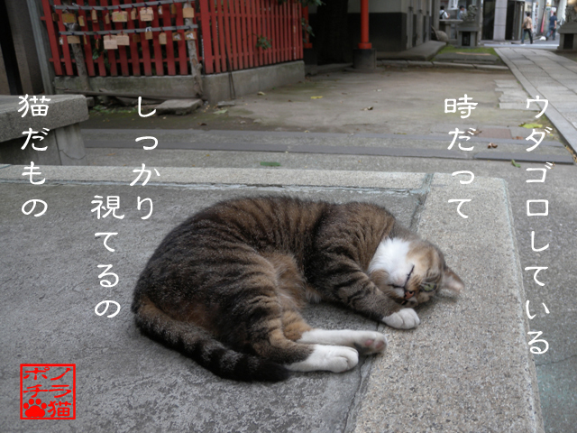 耳はいつでも起きてるにゃん.jpg