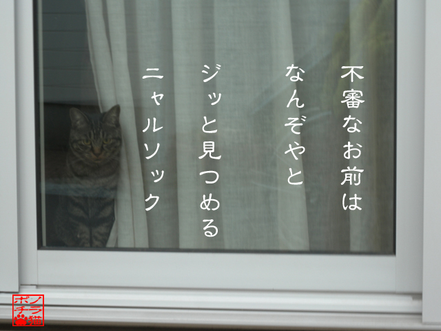 自宅警備は任せろにゃん.jpg