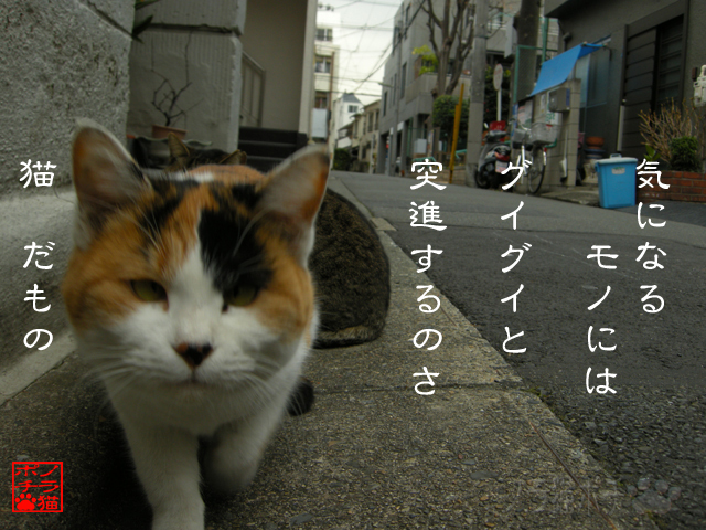 興味は恐怖を越えるのにゃん.jpg