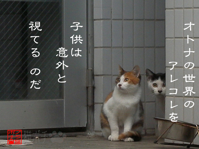 覗く猫: ノラ猫ポチと自由猫