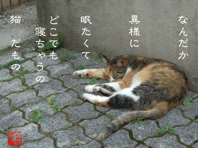 行き倒れだけど生きてるにゃん.jpg