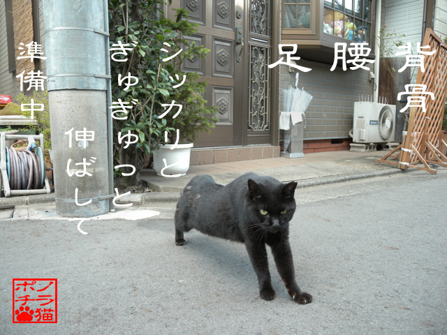 行動前には解すのにゃん.jpg