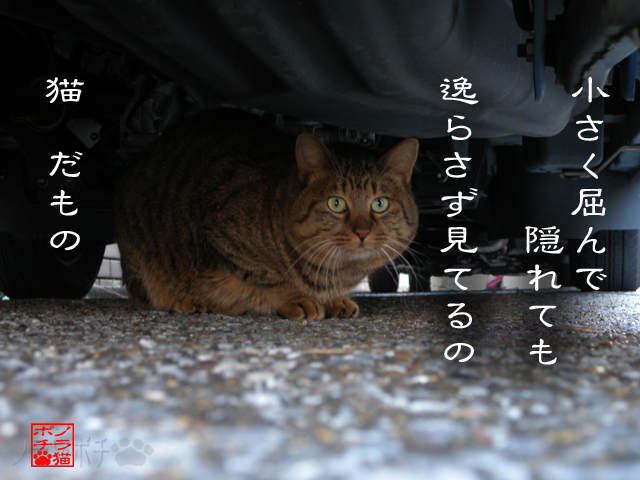 見えないとこから視てるのにゃん.jpg