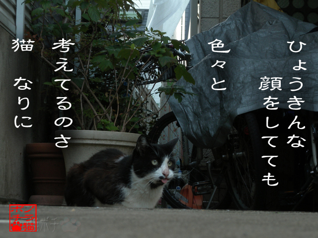 見た目と中身は別なのにゃん.jpg