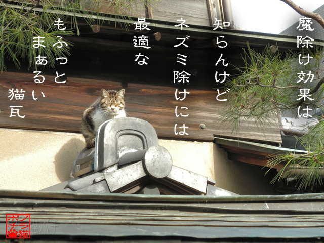 見た目以上の効果だにゃん.jpg