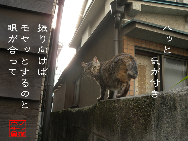 見落とししてると追われるにゃん.jpg
