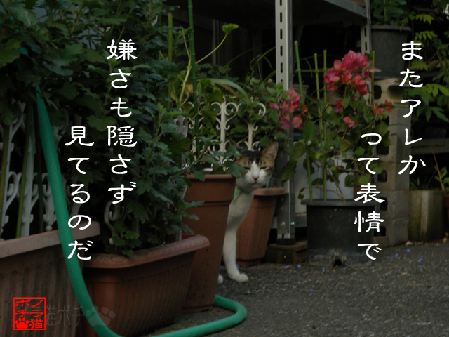 見飽きていようが嫌なのにゃん.jpg