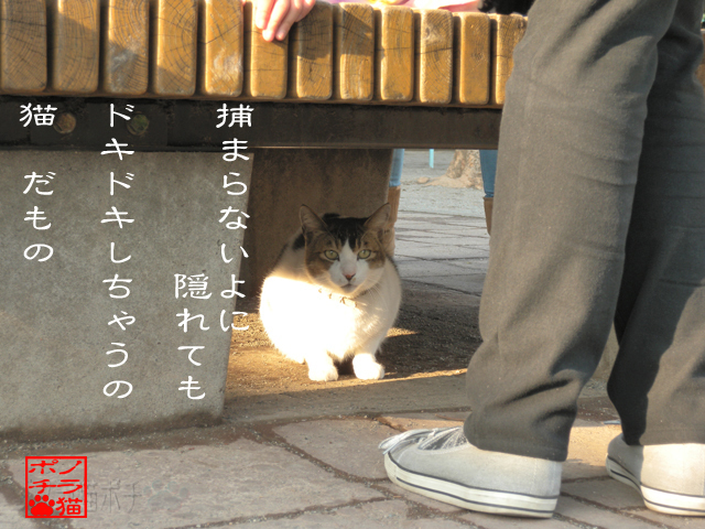 近くのが意外とめっからないんだにゃん.jpg